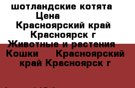 шотландские котята › Цена ­ 2 000 - Красноярский край, Красноярск г. Животные и растения » Кошки   . Красноярский край,Красноярск г.